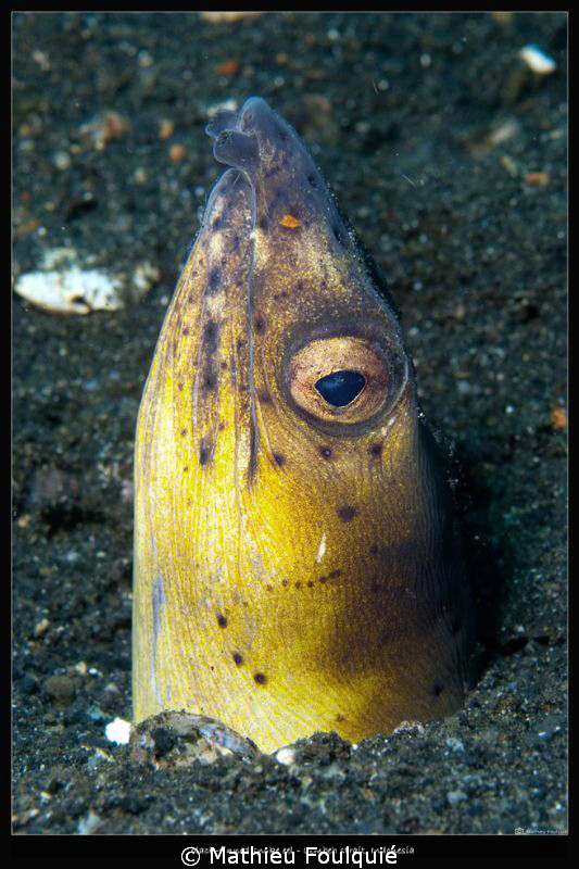 black-finned snake eel by Mathieu Foulquié 