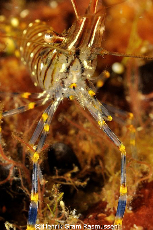 Shrimp (nordic) by Henrik Gram Rasmussen 