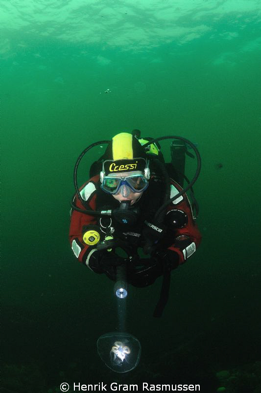 Diver investigating a jelly by Henrik Gram Rasmussen 