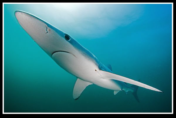 Blue shark... by Dray Van Beeck 