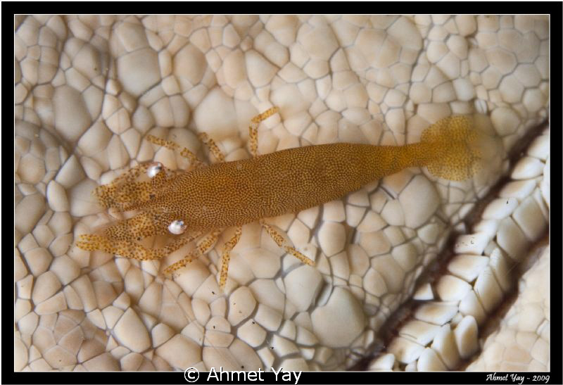 Periclemenes cf. imperator by Ahmet Yay 