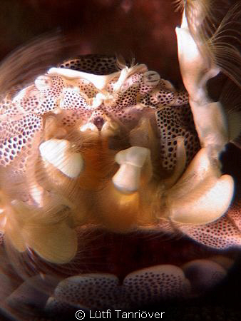 porcelain crab by Lütfi Tanrıöver 