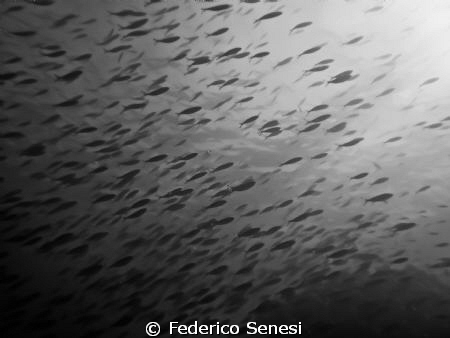 . by Federico Senesi 