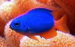 i'm blue-4-u..Sealife DC1000 by Richard Campbell 
