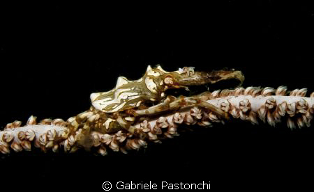 Xeno Crab by Gabriele Pastonchi 