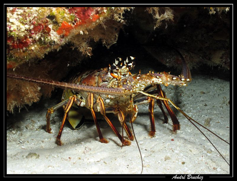 langouste à Cozumel by André Bruchez 
