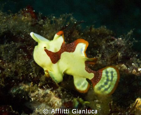small and friendly by Afflitti Gianluca 