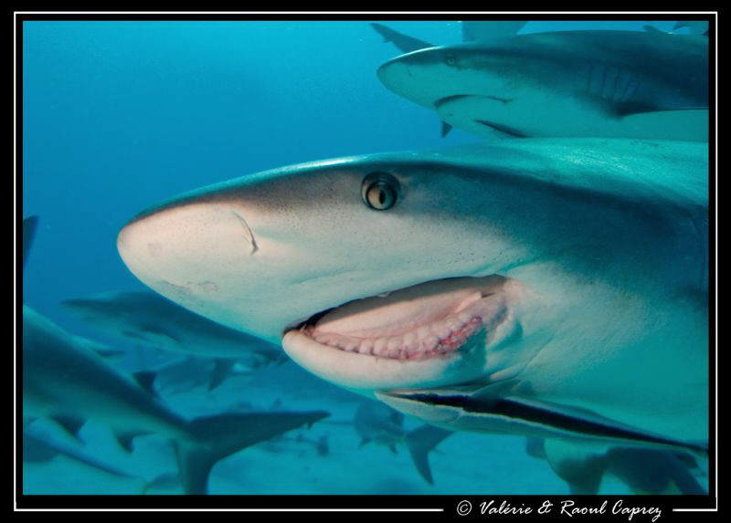 The "smile" of sadness
When I see or when I take picture... by Raoul Caprez 