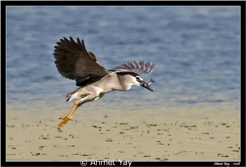The night heron is hunting fish....:) by Ahmet Yay 