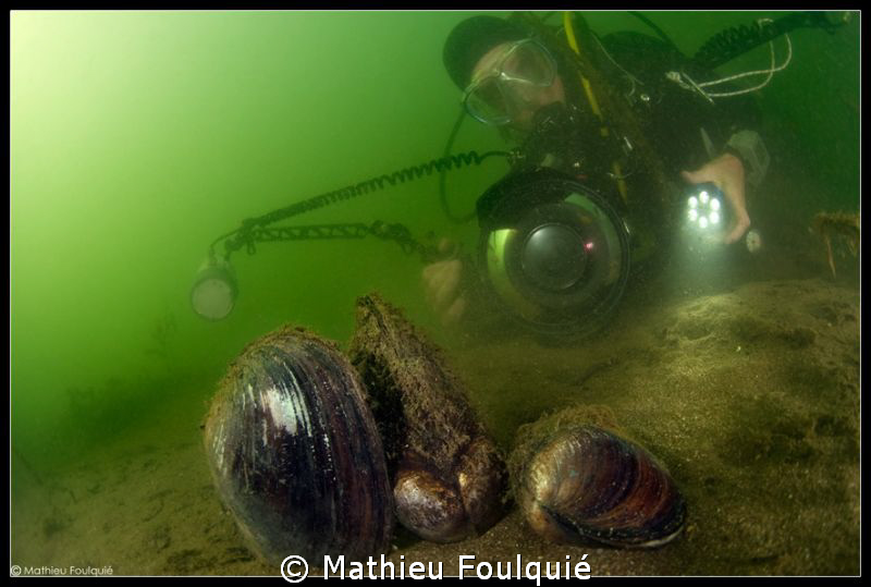 freshwater mussels by Mathieu Foulquié 