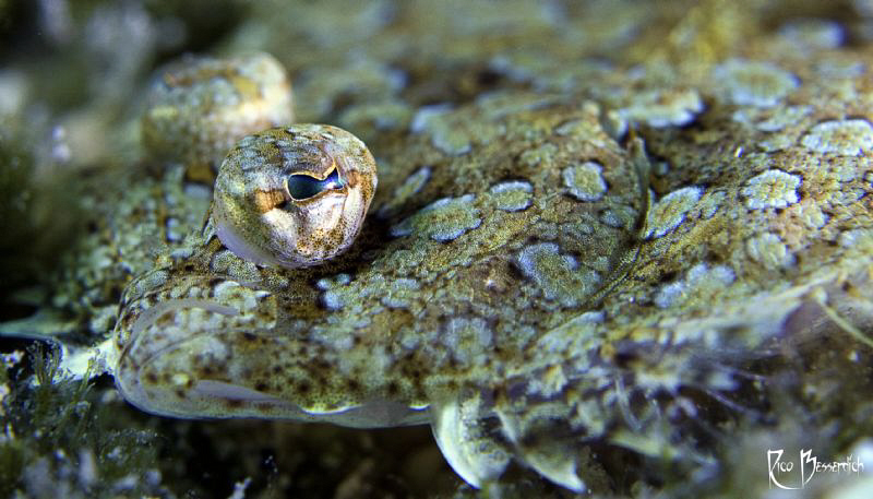 Flounder by Rico Besserdich 