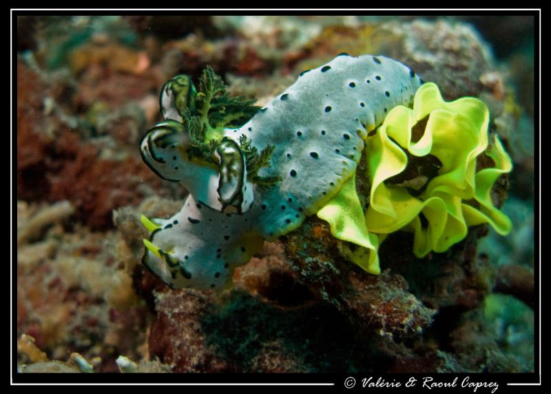 Notodoris serenae laying eggs by Raoul Caprez 
