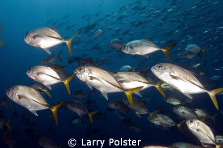 Large school of Horse-eye Jacks by Larry Polster 