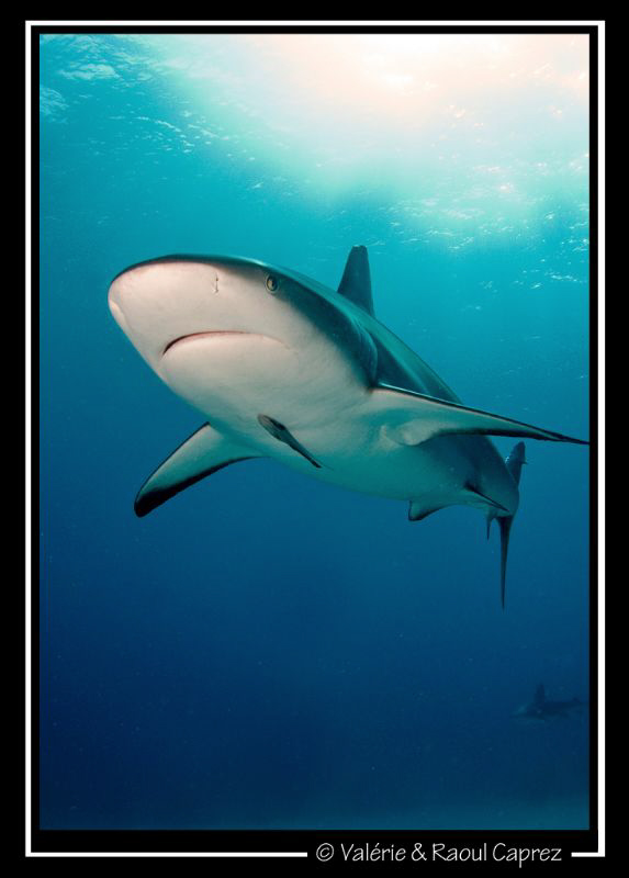 Carcharhinus perezi in the sun by Raoul Caprez 
