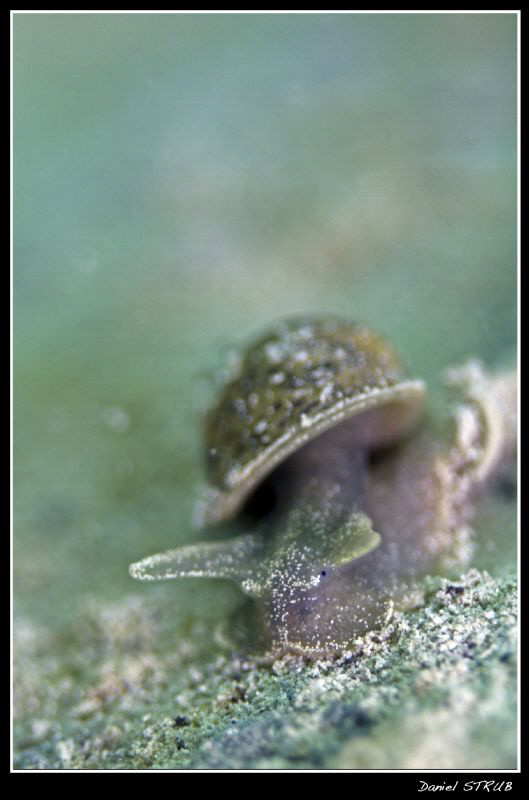 Limnée on todays freezing dive(water = 3.9° C) with buddy... by Daniel Strub 