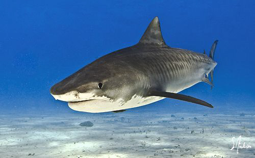 Tiger Shark in for a landing after inspecting the surface... by Steven Anderson 