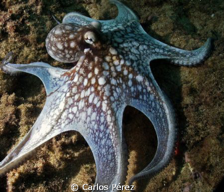 Octopus @ El Natural Beach Aguadilla PR by Carlos Pérez 