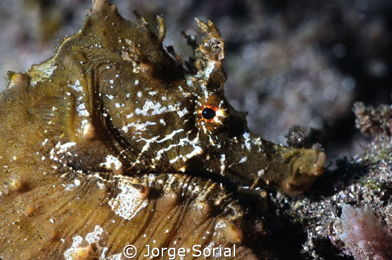 Seahorse by Jorge Sorial 
