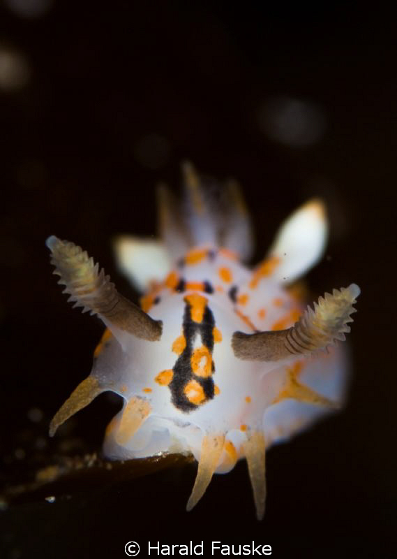 polycera quatrilineata, lovely, small animals  :) by Harald Fauske 