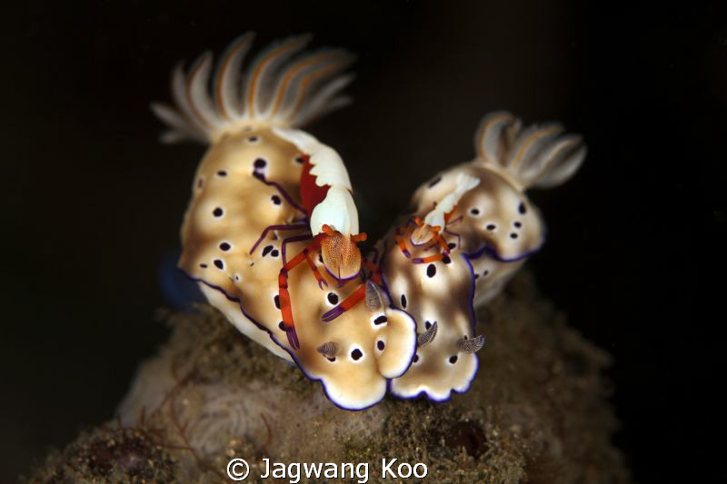 Nudibranches with Imperial Shrimps by Jagwang Koo 