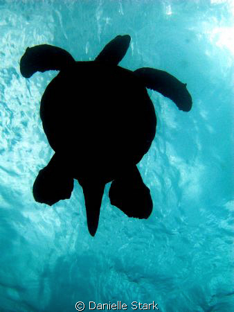 Diving a volcano off of Maui by Danielle Stark 