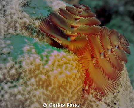 Christmas Tree Worm @ Windows Reef Guanica PR by Carlos Pérez 