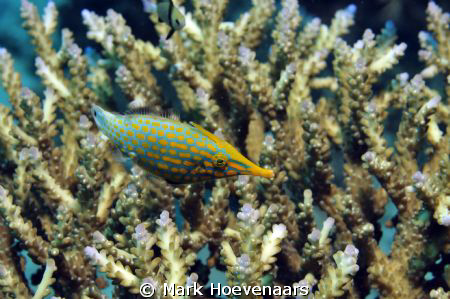 Longnose Filefish by Mark Hoevenaars 