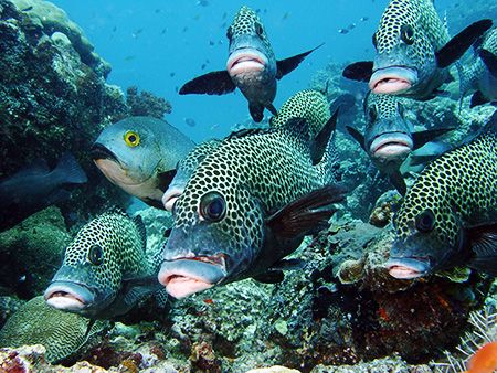 some sweetlips around sipadang by Jens Herbst 