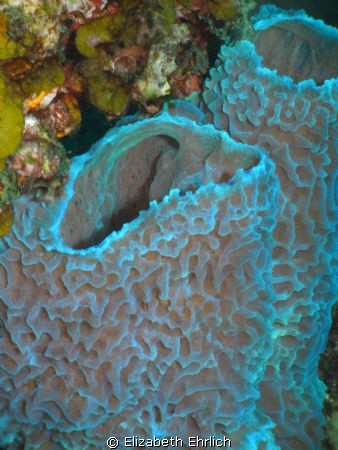 Iridescent Coral by Elizabeth Ehrlich 