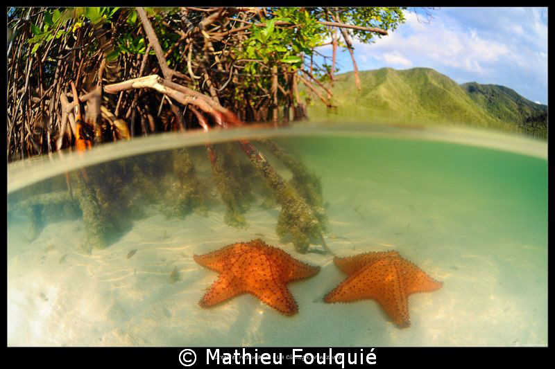 Oreaster reticulatus_La Cienega by Mathieu Foulquié 