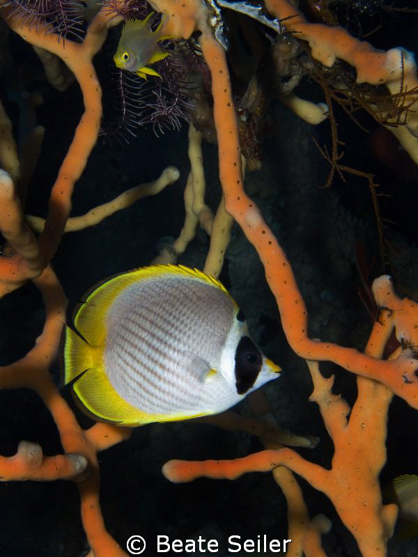 Butterfly fish by Beate Seiler 