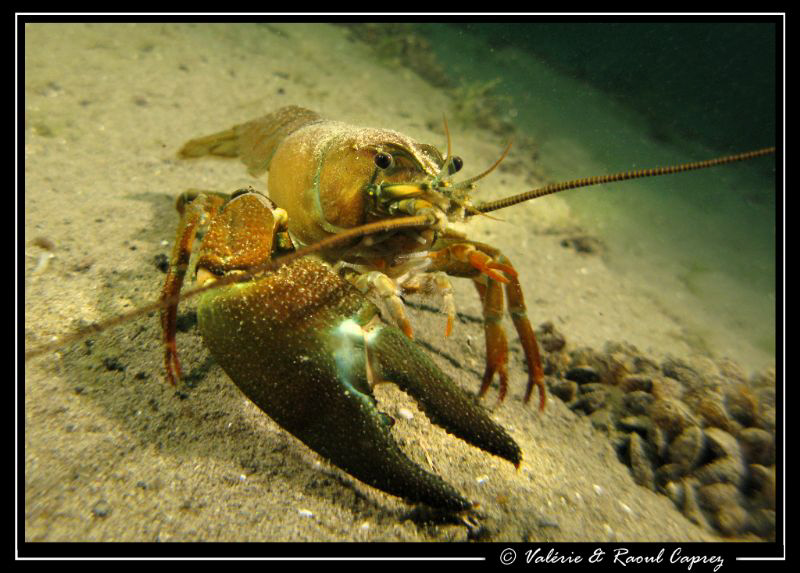 Give me five ! by Raoul Caprez 