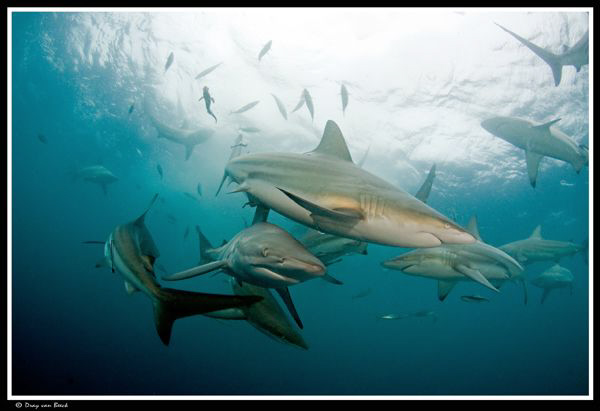 Oceanic blacktips... by Dray Van Beeck 