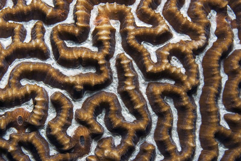 THE BRAIN

Brain Coral
Faltenkoralle 
Symphyllia sp by Jörg Menge 