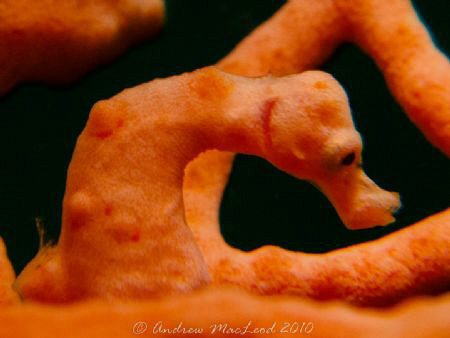 The same pygmy posing. Canon G11. I prefer the G10. by Andrew Macleod 