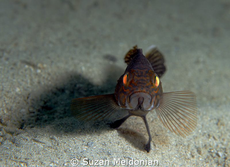 scay dude by Suzan Meldonian 