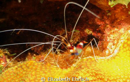 Coral Banded Shrimp by Elizabeth Ehrlich 
