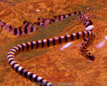 reflections--sealife DC1000--i am amazed how the camera c... by Richard Campbell 