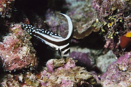Juvenile Spotted Drum. Grand Cayman. by Jacques Miller 