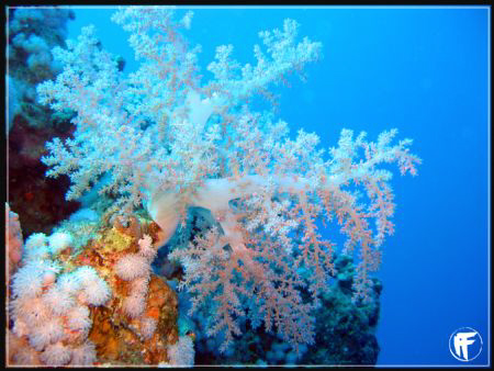 Soft Coral by Fabiana Farci 
