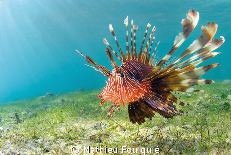 Lionfish by Mathieu Foulquié 