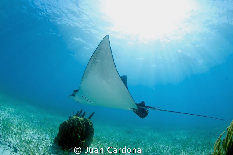 Nice peace full  Eagle Ray by Juan Cardona 