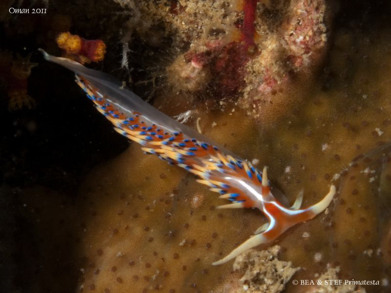 Tiny nudi. (Phidiana indica) by Bea & Stef Primatesta 