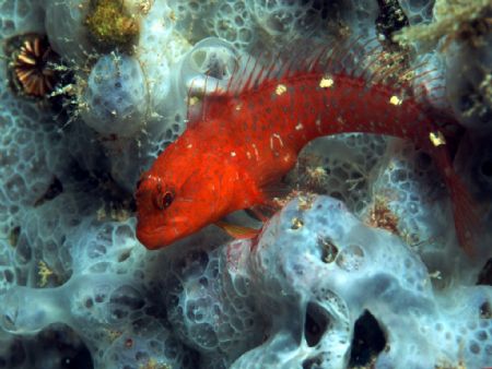 Mediterranean goby found on a blue sponge in less than 2 ... by Viora Alessio 