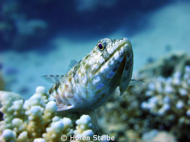 Lizardfish! by Horen Stalbe 
