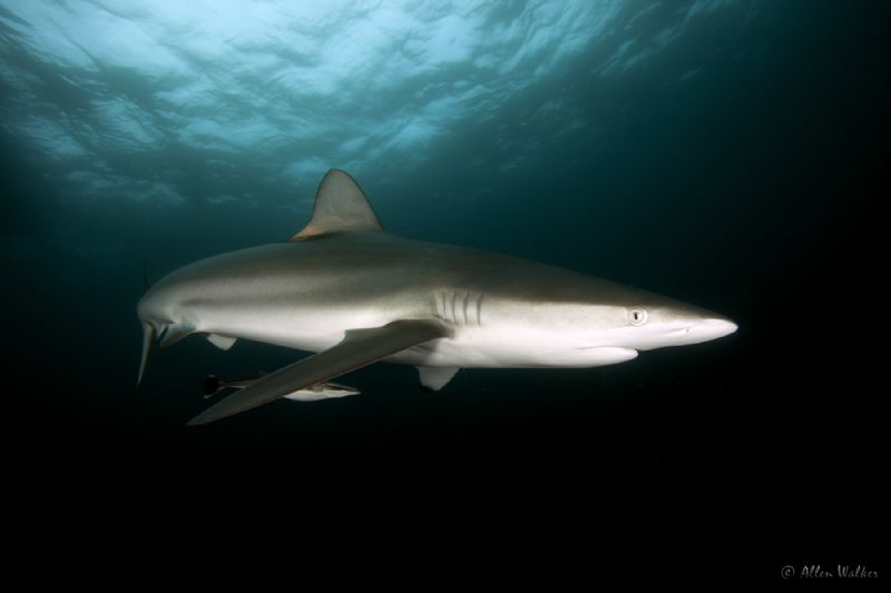 Dusky coming in for a closer look. by Allen Walker 