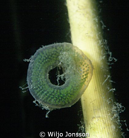 Egg of mayfly in shallow water.
Midsommarfjärden (Midsum... by Wiljo Jonsson 