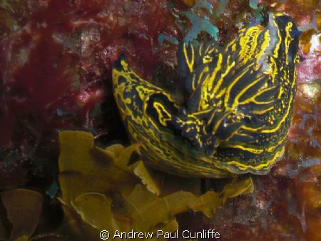 a pretty little thing curling up as if it´s going to slee... by Andrew Paul Cunliffe 