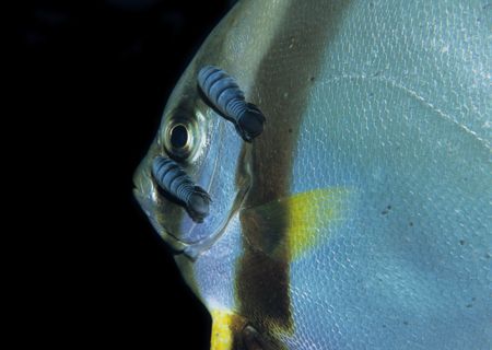bloodsuckers on a batfish,wakatobi 2004,F90+105mm by Marco Wannenmacher 