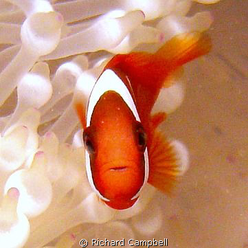 another look---Sealife DC1000... by Richard Campbell 